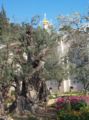 446px-Gethsemane.jpg